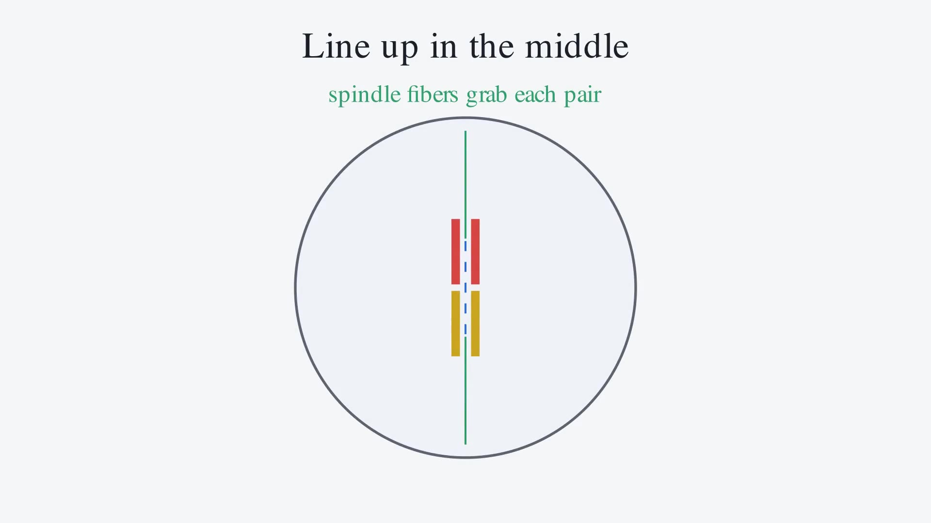 How Cells Divide